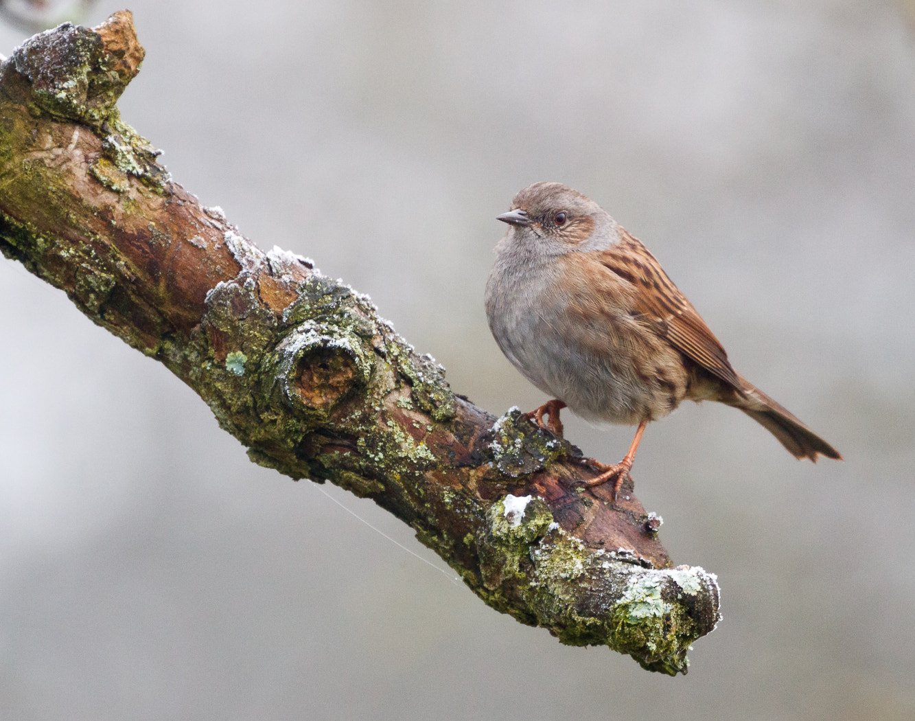 Canon EOS-1D X Mark II sample photo. Dunnock on icy branch photography