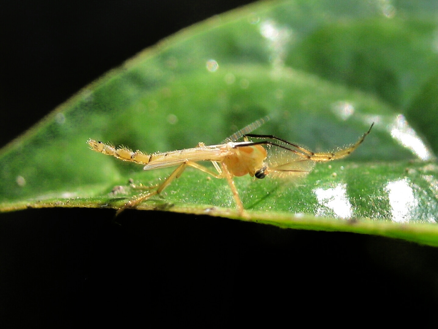 Canon PowerShot A495 sample photo. Male mosquito. photography