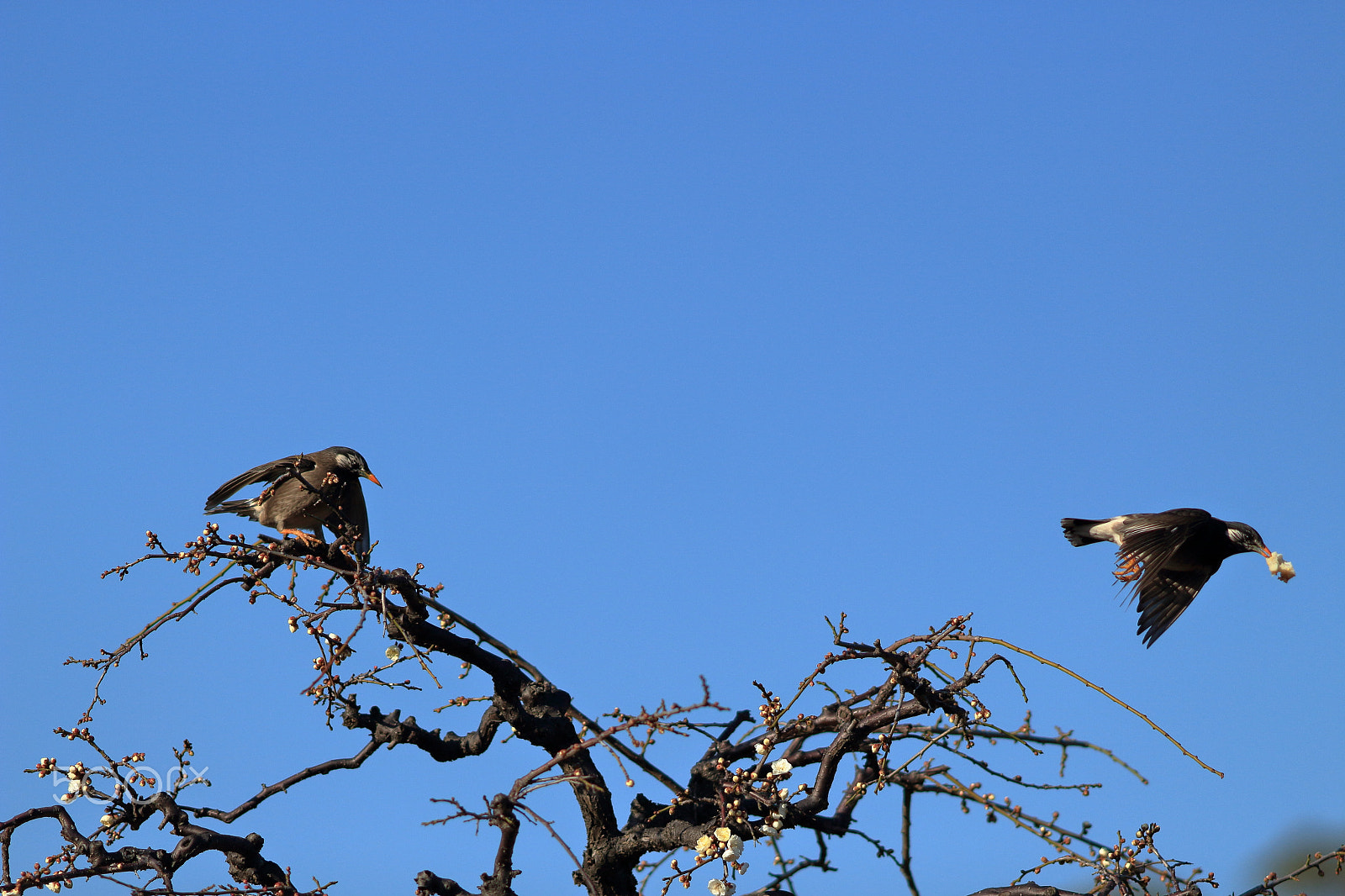 Canon EF 200mm F2.8L II USM sample photo. Stop thief! photography
