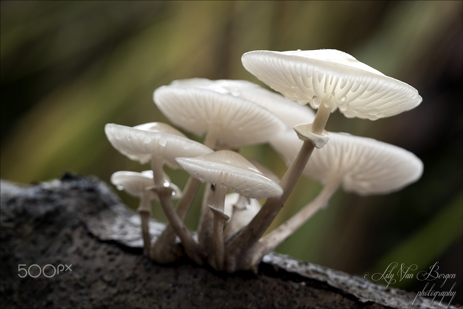 Nikon D810 + Sigma 150mm F2.8 EX DG Macro HSM sample photo. Porcelain fungus photography