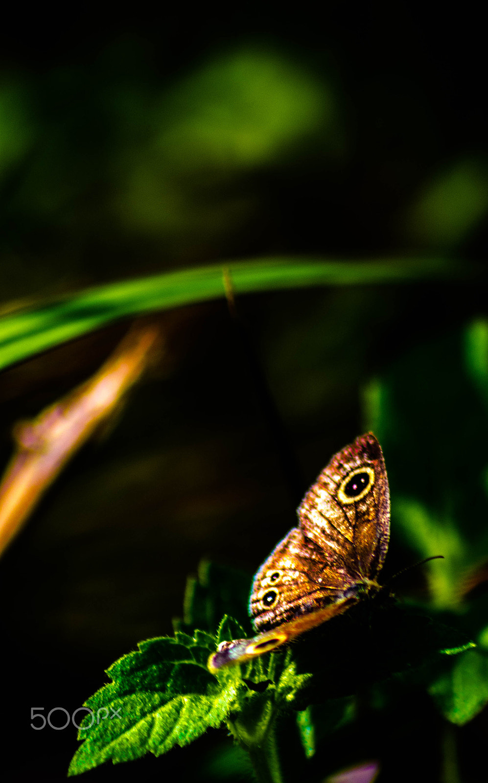 Sigma 70-300mm F4-5.6 APO DG Macro sample photo. Beauty vs darkness photography