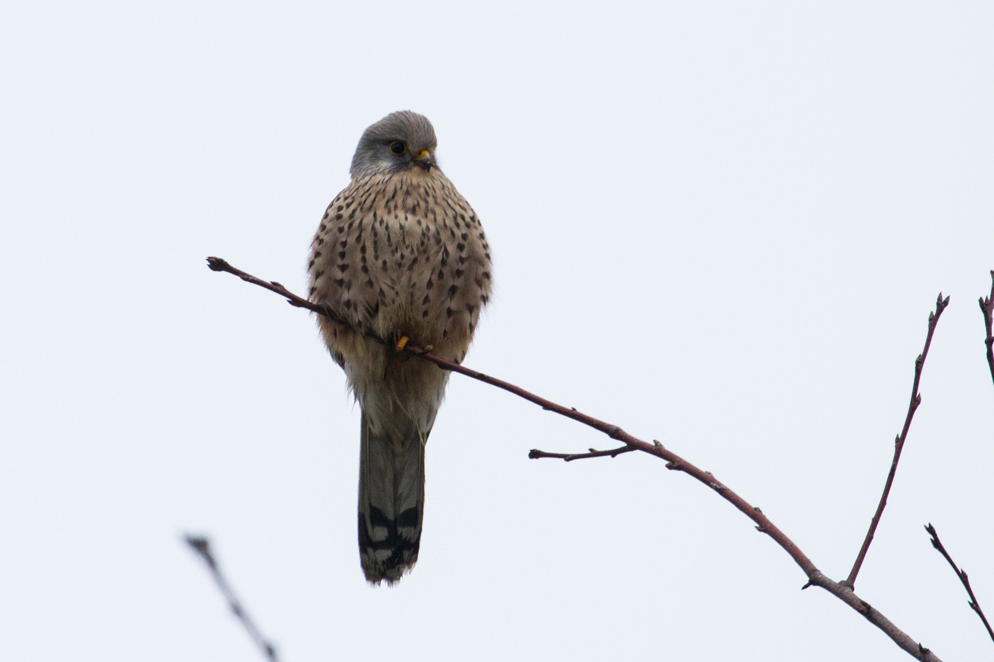 Canon EF 70-300mm F4-5.6L IS USM sample photo. Gengenbach kestrel photography