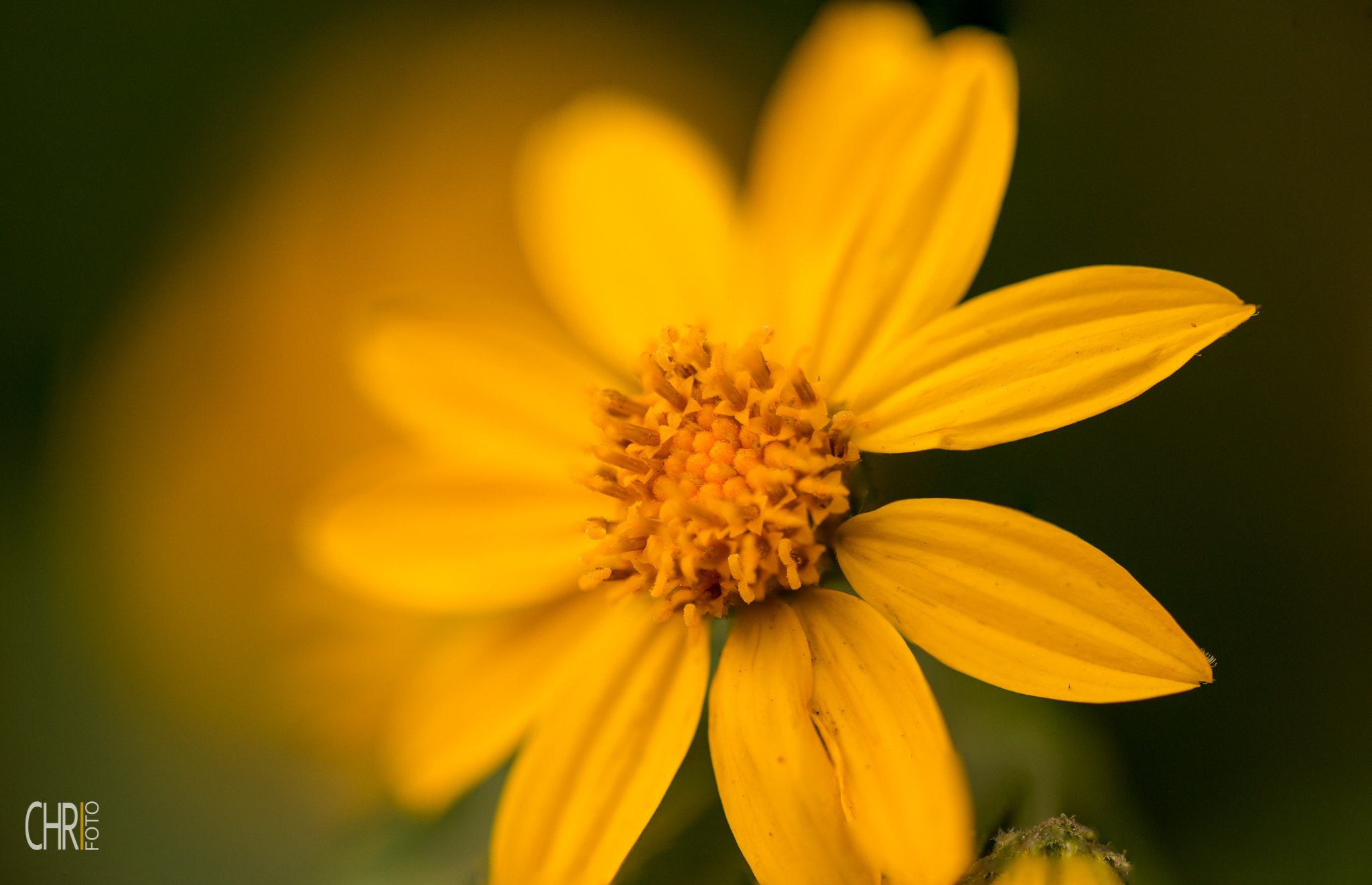 Sigma 105mm F2.8 EX DG OS HSM sample photo. Wild flower photography