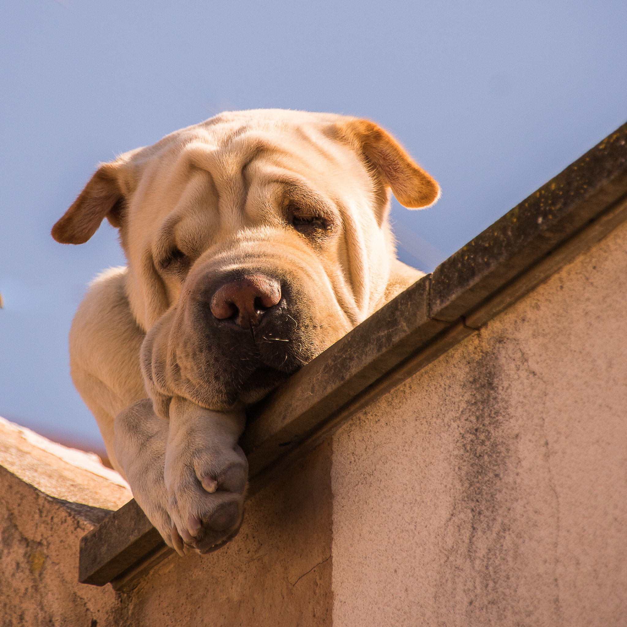 Sigma 18-250mm F3.5-6.3 DC OS HSM sample photo. Dog photography