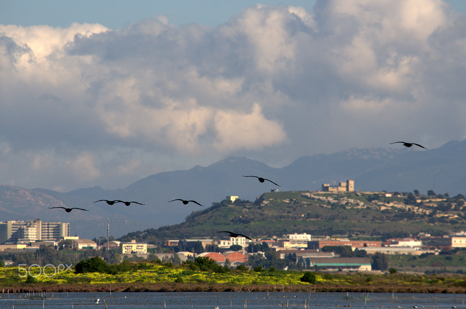 Nikon D7000 sample photo. Cagliari e i suoi cormorani photography