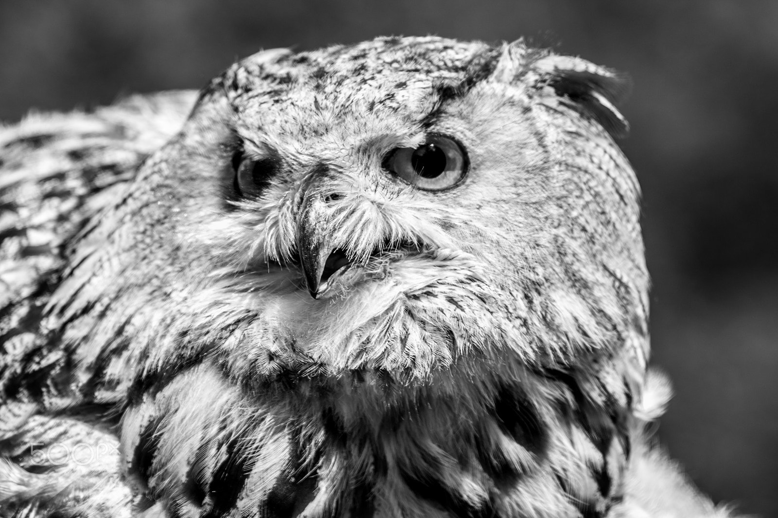 Canon EF 70-300mm F4-5.6 IS USM sample photo. What!!! photography