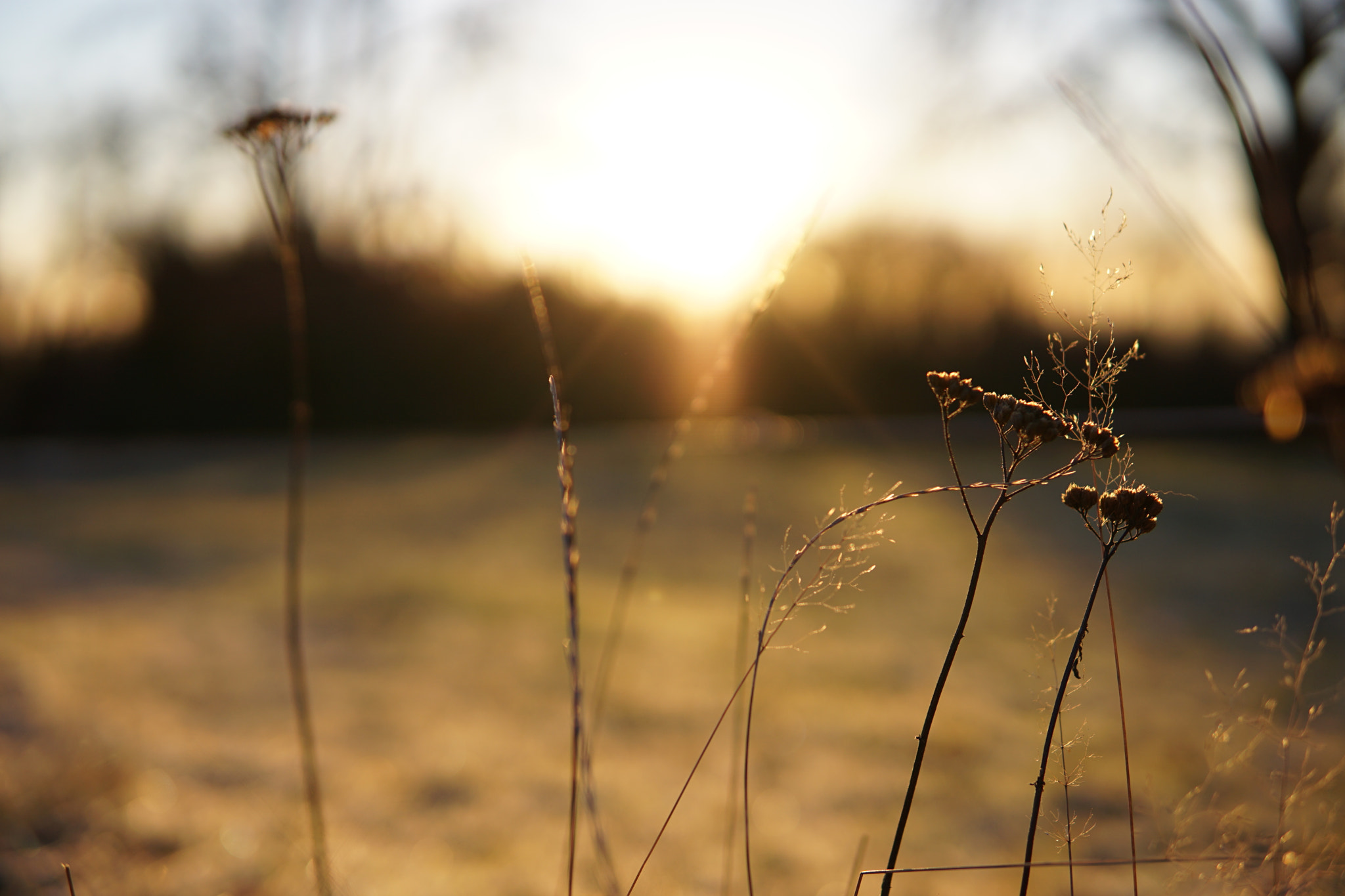 Sony a6000 + Sigma 30mm F1.4 DC DN | C sample photo. Golden morning photography