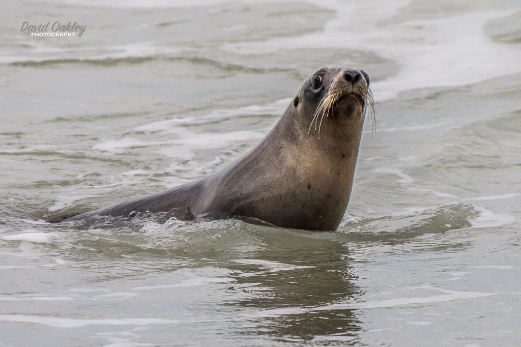Canon EF-S 55-250mm F4-5.6 IS sample photo. Seal photography