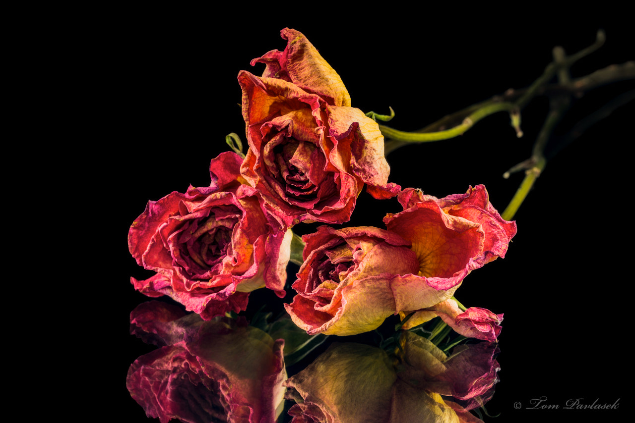 Nikon D600 sample photo. Dry roses photography
