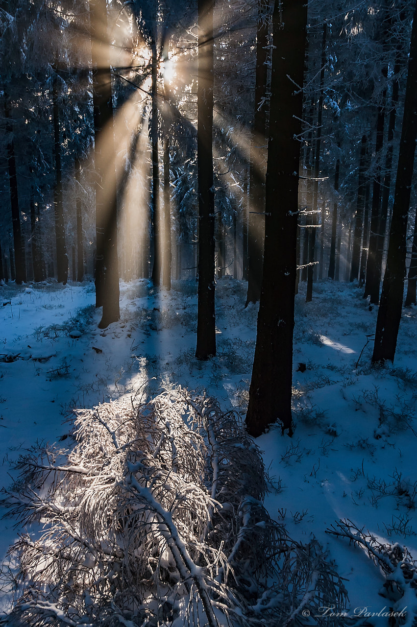 Nikon D70s sample photo. Spruce forest with sun rays photography