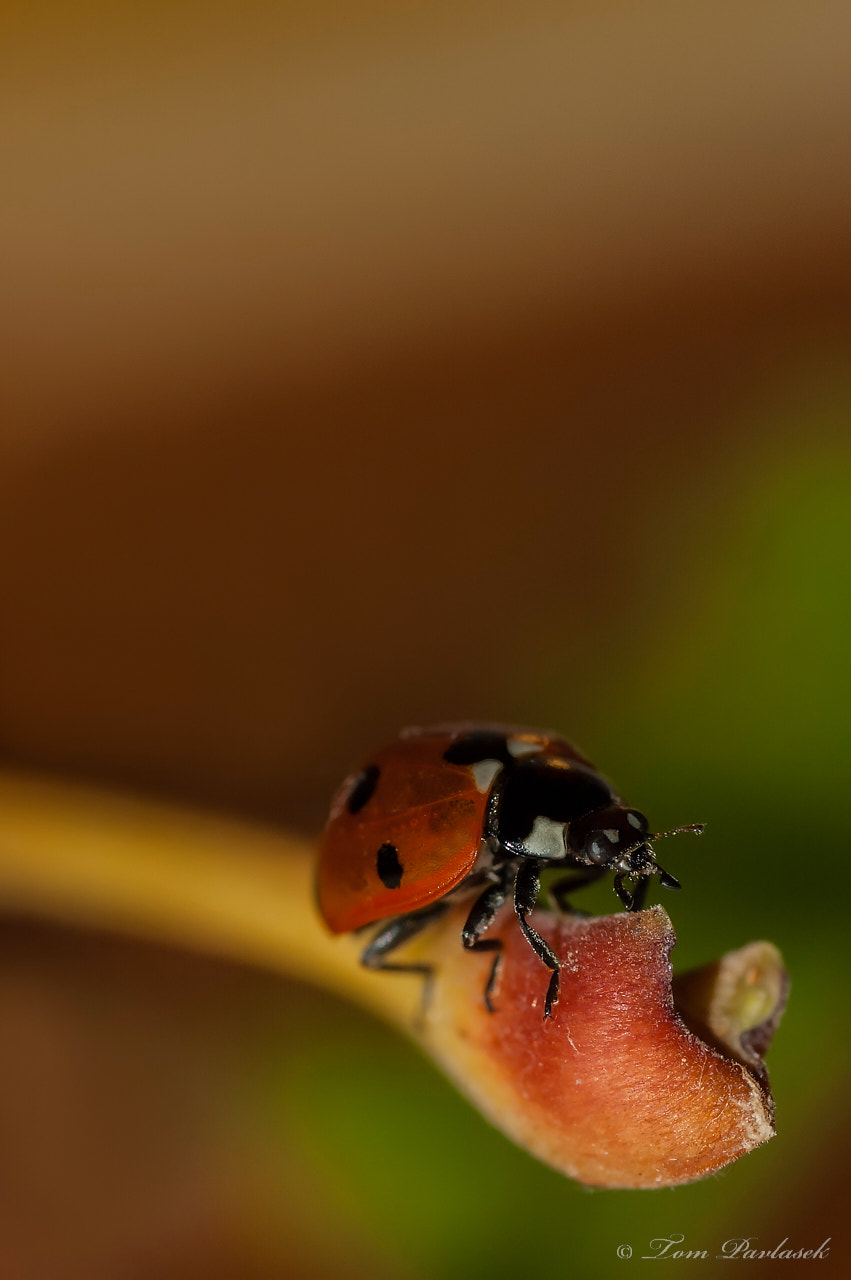 Nikon D70s sample photo. Ladybird on a leaf photography