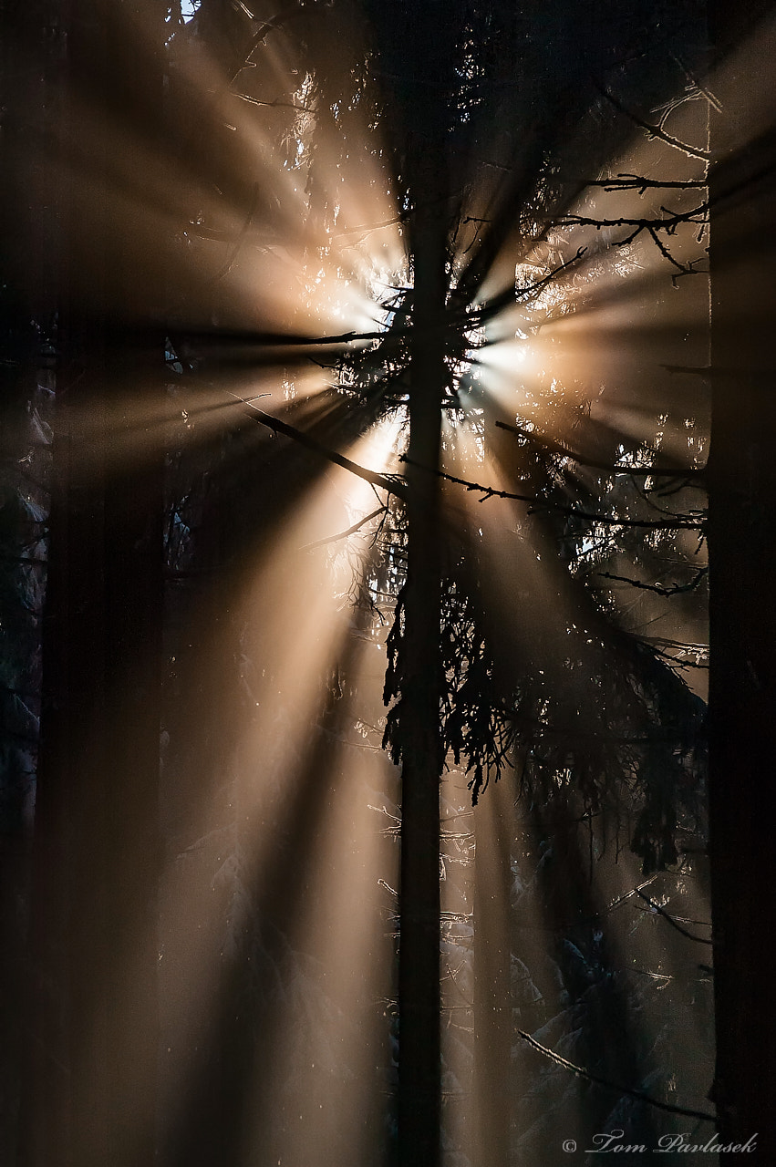 Nikon D70s sample photo. Spruce forest with sun rays photography