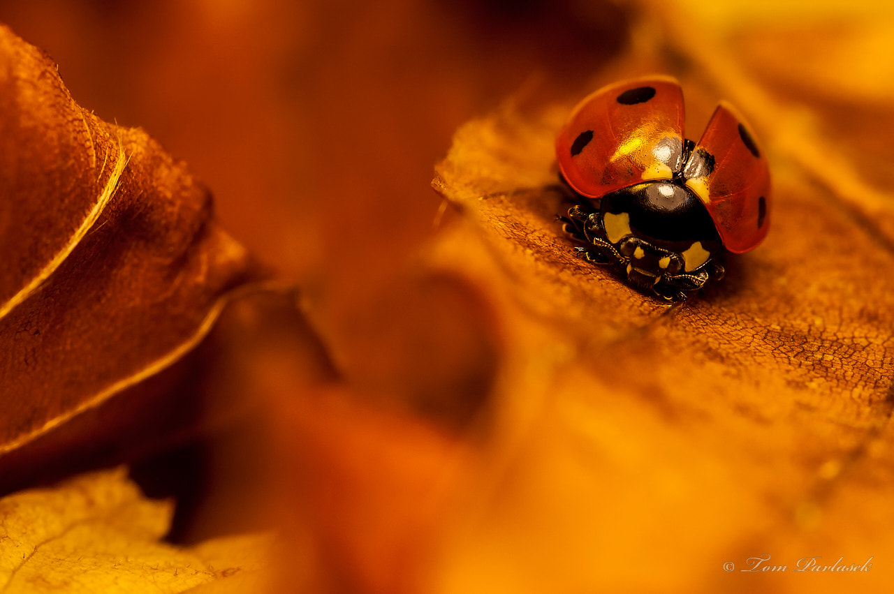Nikon D70s sample photo. Ladybird on a leaf photography
