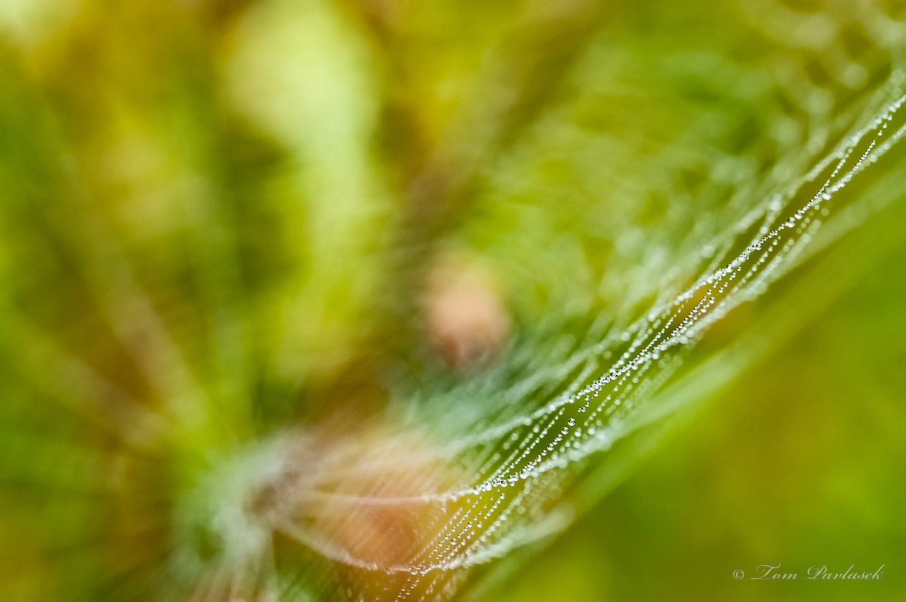 Nikon D70s + Nikon AF-S Micro-Nikkor 105mm F2.8G IF-ED VR sample photo. Morning cobwebs in the grass photography