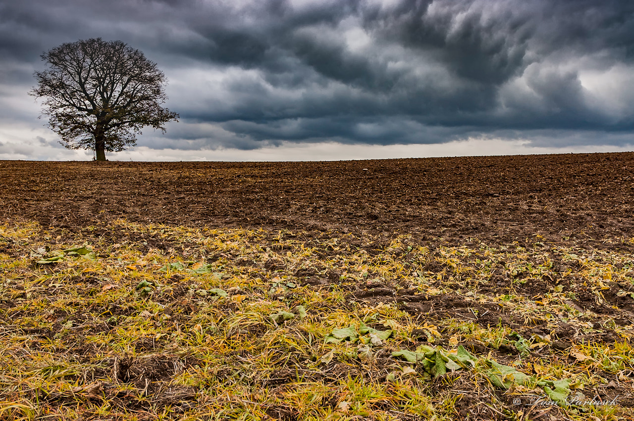Nikon D70s sample photo. Lone tree on a field photography