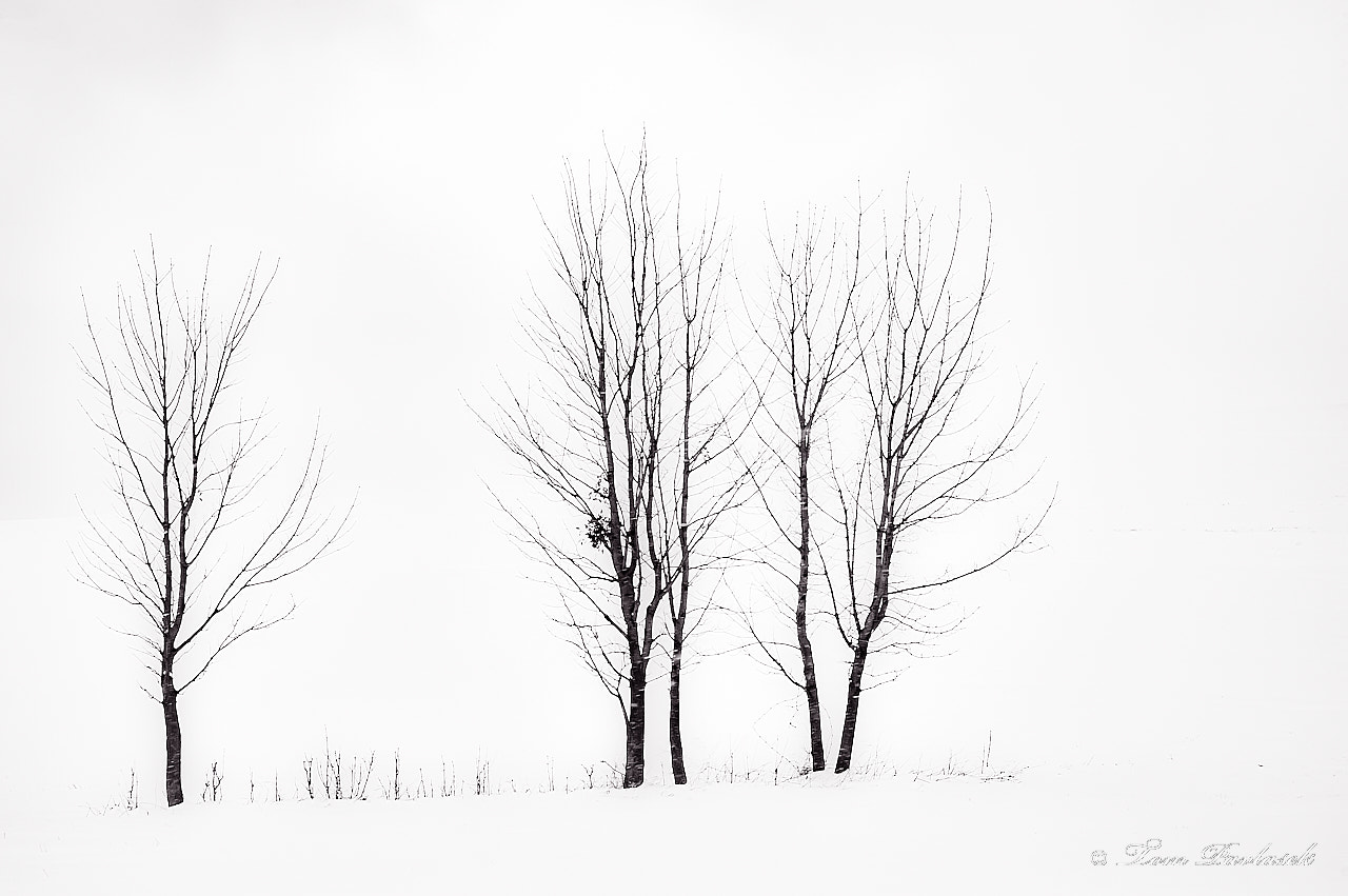 Nikon D70s sample photo. Three trees in the landscape photography