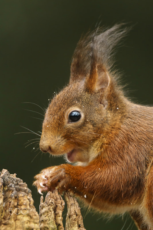 Sony ILCA-77M2 + Tamron SP 150-600mm F5-6.3 Di VC USD sample photo. Red squirrel photography