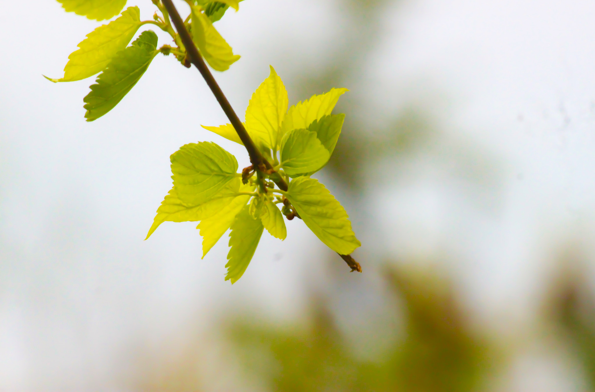 Canon EF-S 55-250mm F4-5.6 IS II sample photo. Macro photography