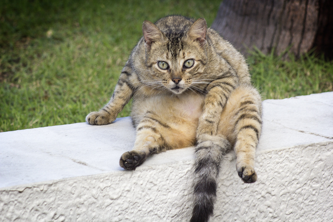 Canon EOS 60D sample photo. The cat photography