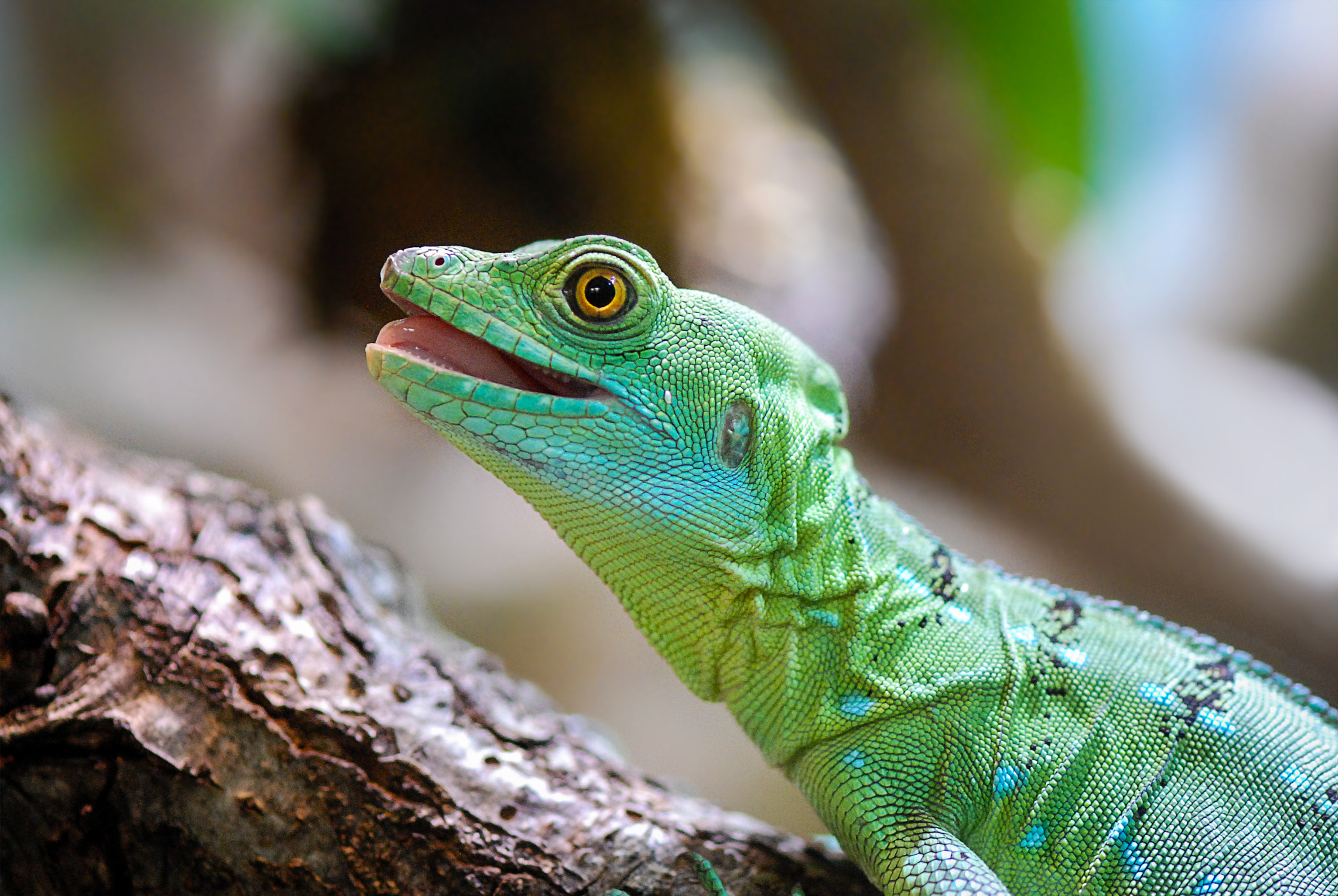 Nikon AF-S Micro-Nikkor 105mm F2.8G IF-ED VR sample photo. Lizard photography
