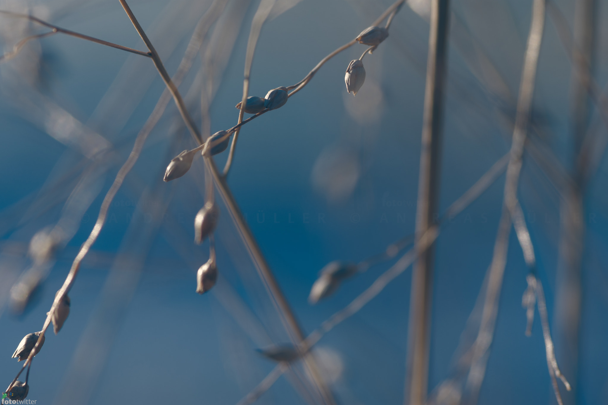 Nikon D7200 + Sigma 105mm F2.8 EX DG Macro sample photo. Winterdiaries: dust of night photography