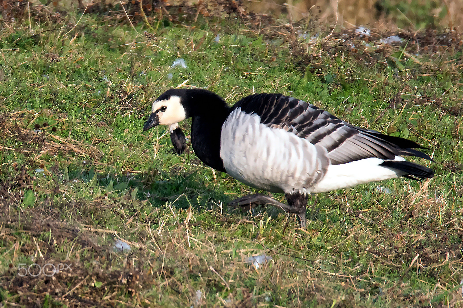 Nikon D7200 + Sigma 150-600mm F5-6.3 DG OS HSM | S sample photo. Oca facciabianca photography