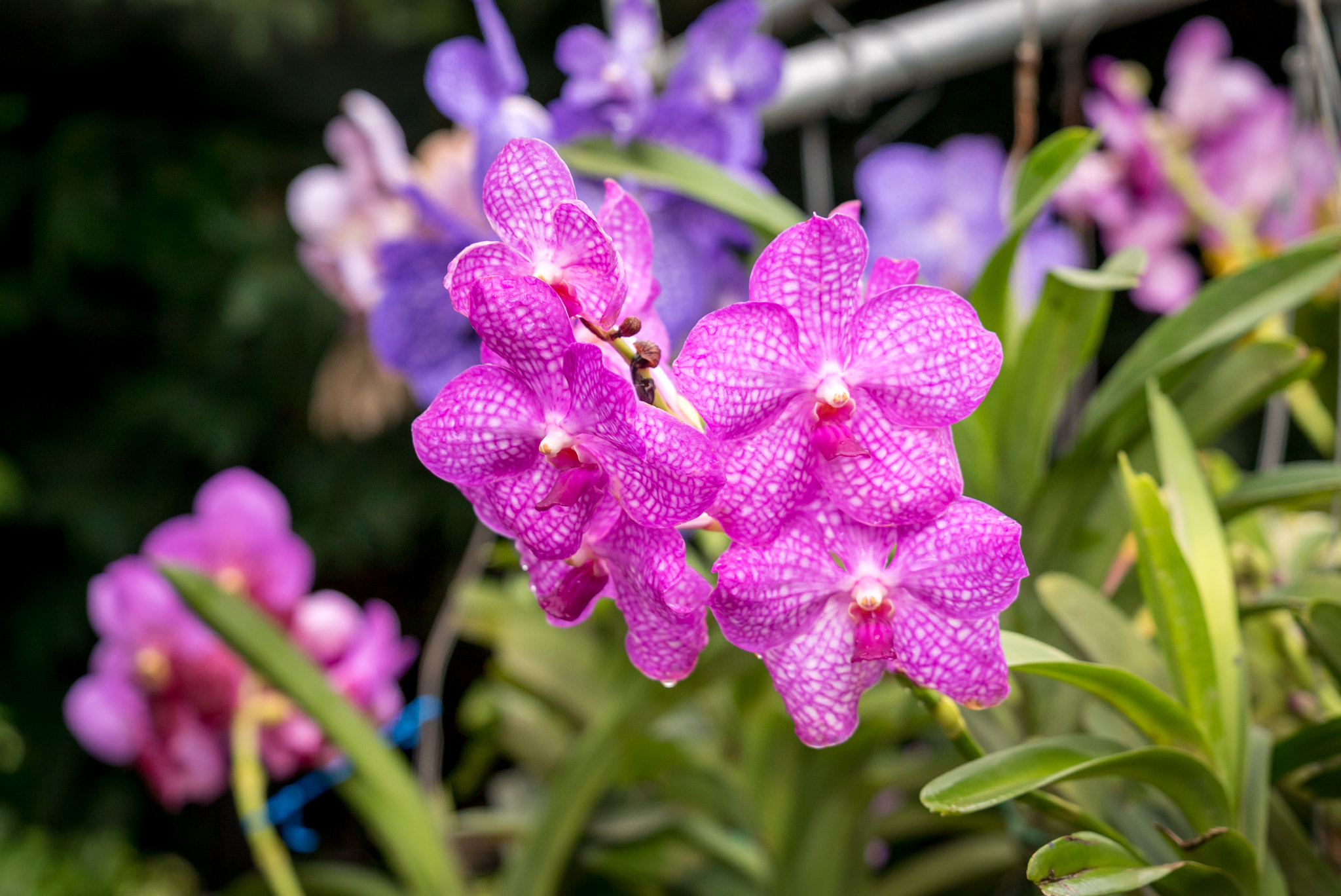 Sony a7S II + Sony FE 24-240mm F3.5-6.3 OSS sample photo. Orchid farm, chiang mai, thailand photography