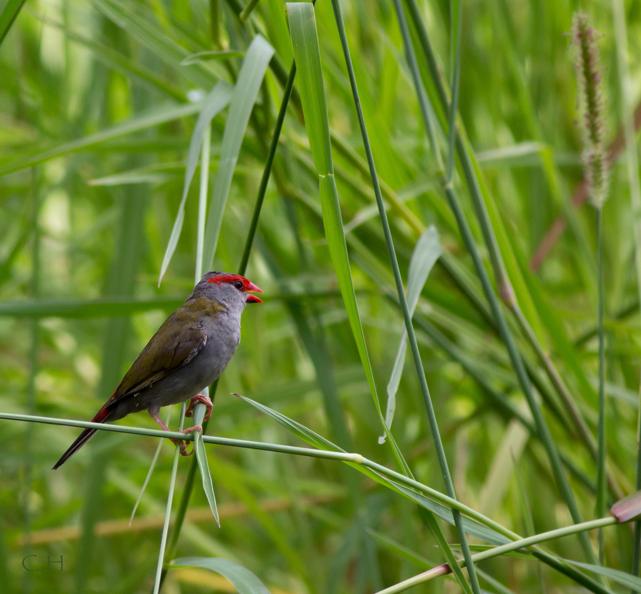 Canon EOS 700D (EOS Rebel T5i / EOS Kiss X7i) + Canon EF 400mm F5.6L USM sample photo. Red browed finch photography