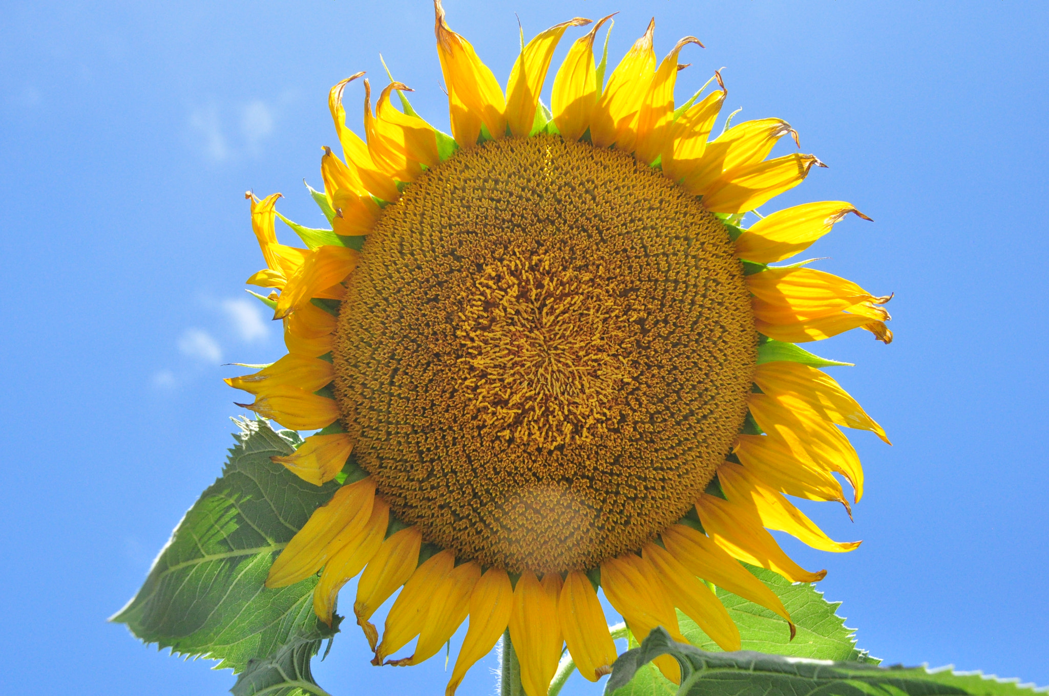 Nikon D5000 sample photo. Sunflower photography