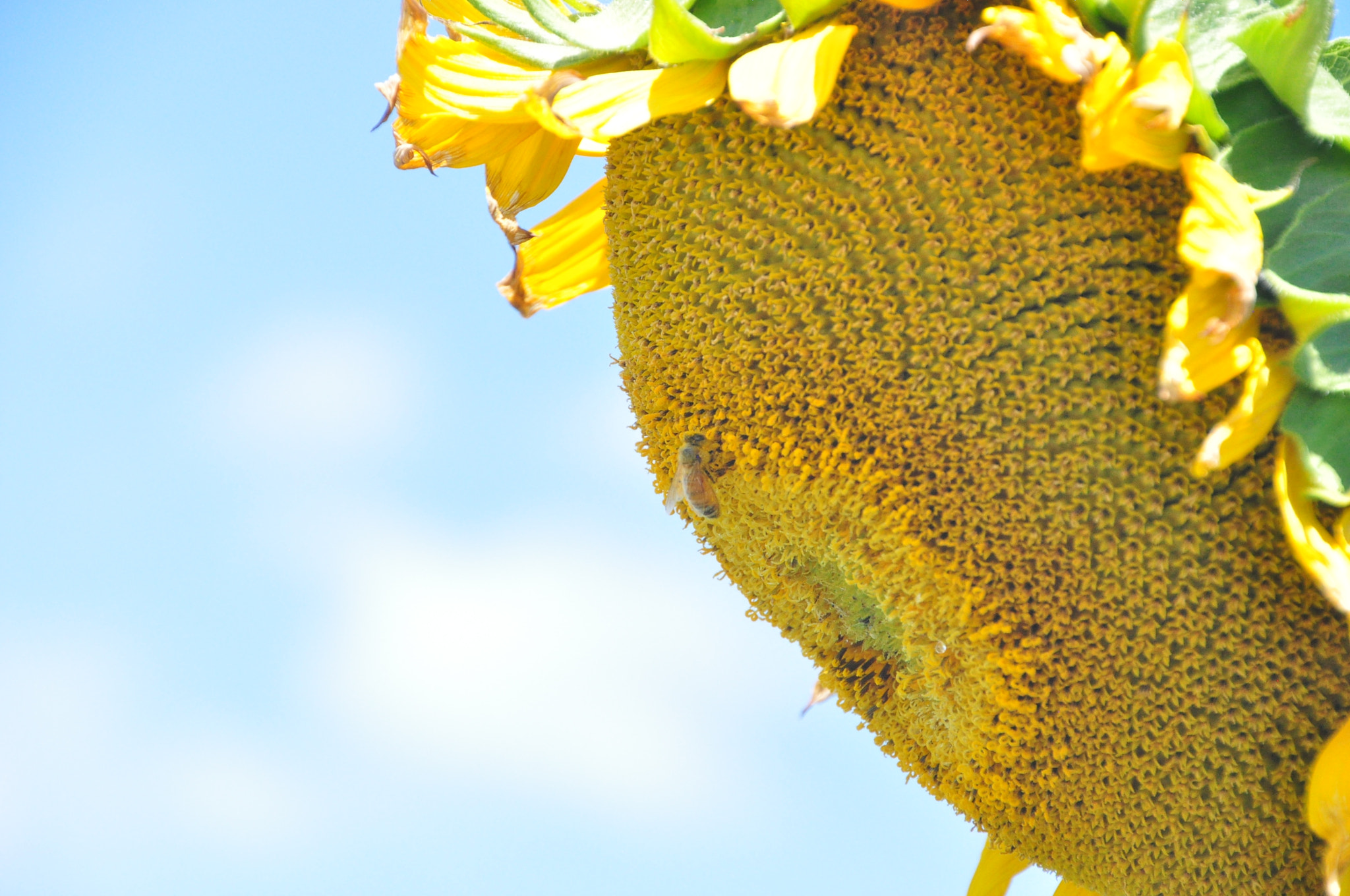 Nikon D5000 sample photo. Little bee photography