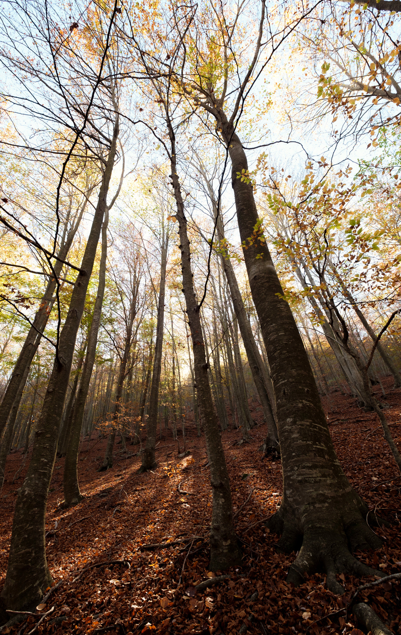 Fujifilm X-Pro2 + Fujifilm XF 10-24mm F4 R OIS sample photo. Montseny  photography