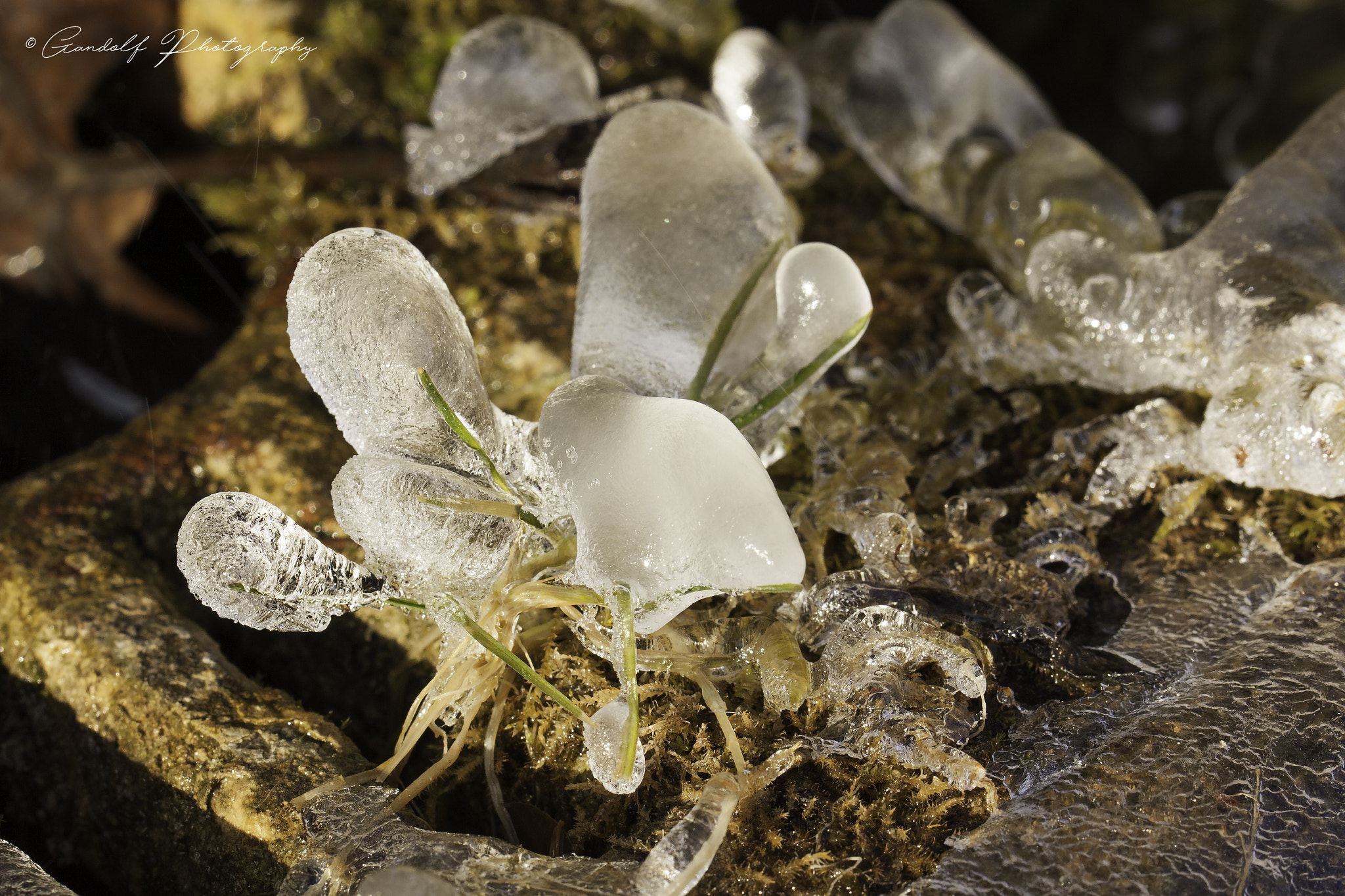 Canon EF 100mm F2.8L Macro IS USM sample photo. Ice photography