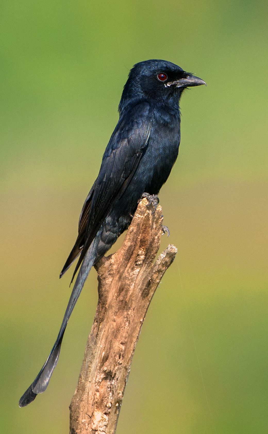 Nikon D300S + Nikon AF-S Nikkor 500mm F4G ED VR sample photo. Black drongo photography