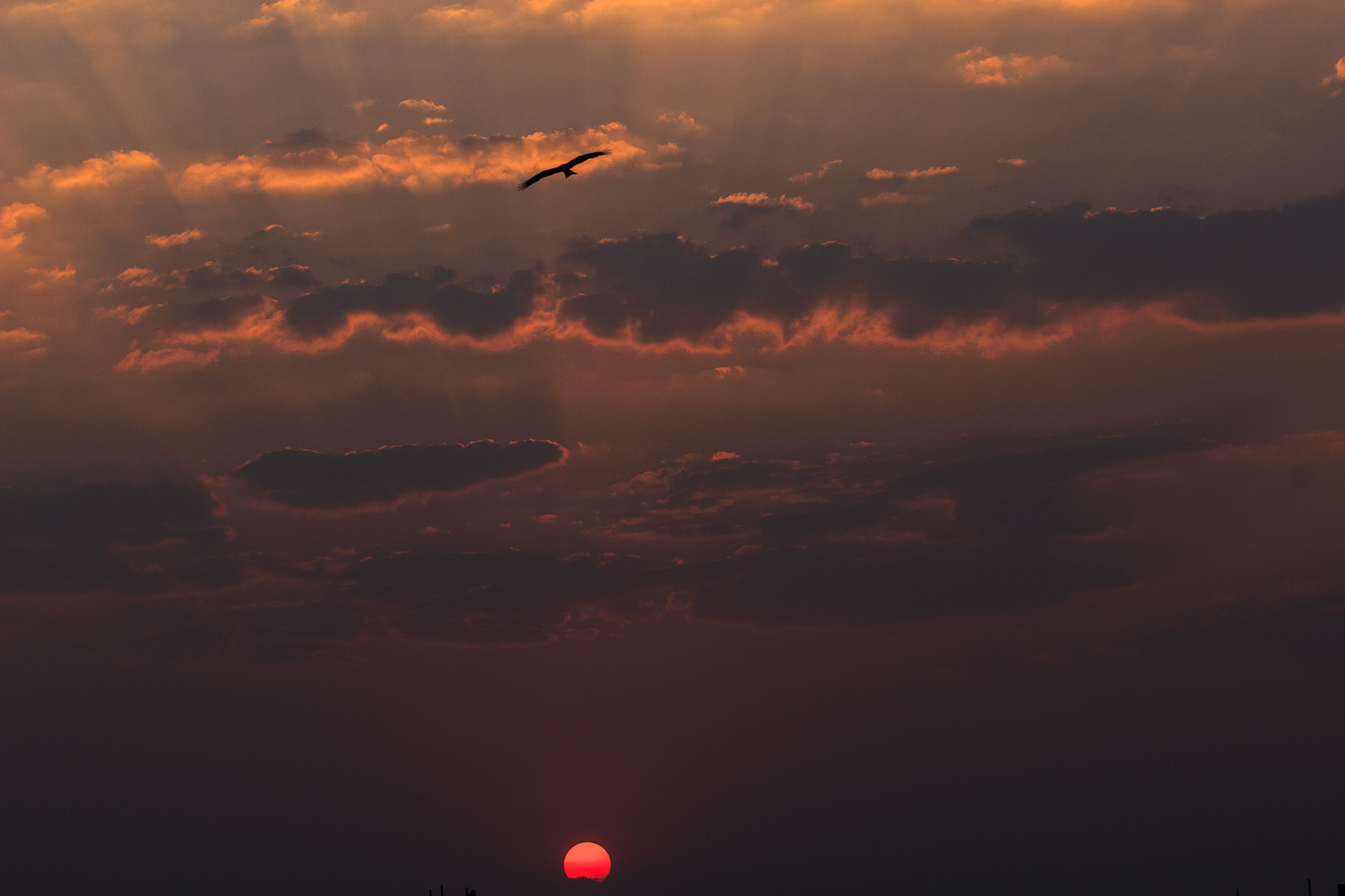 Canon EOS 600D (Rebel EOS T3i / EOS Kiss X5) + Canon EF 70-200mm F4L USM sample photo. Flying high... photography