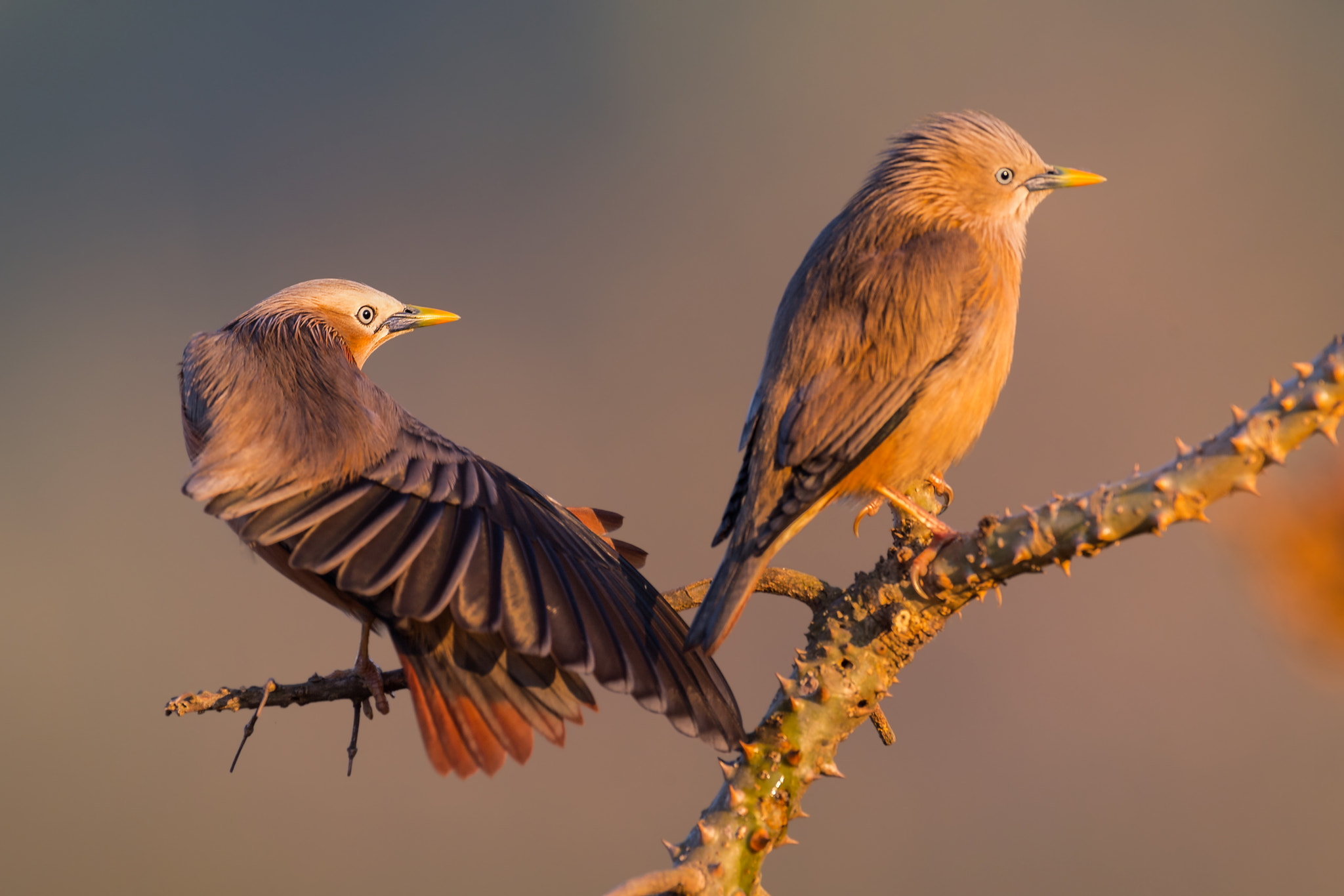 Nikon AF-S Nikkor 600mm F4E FL ED VR sample photo. Stretching ... photography