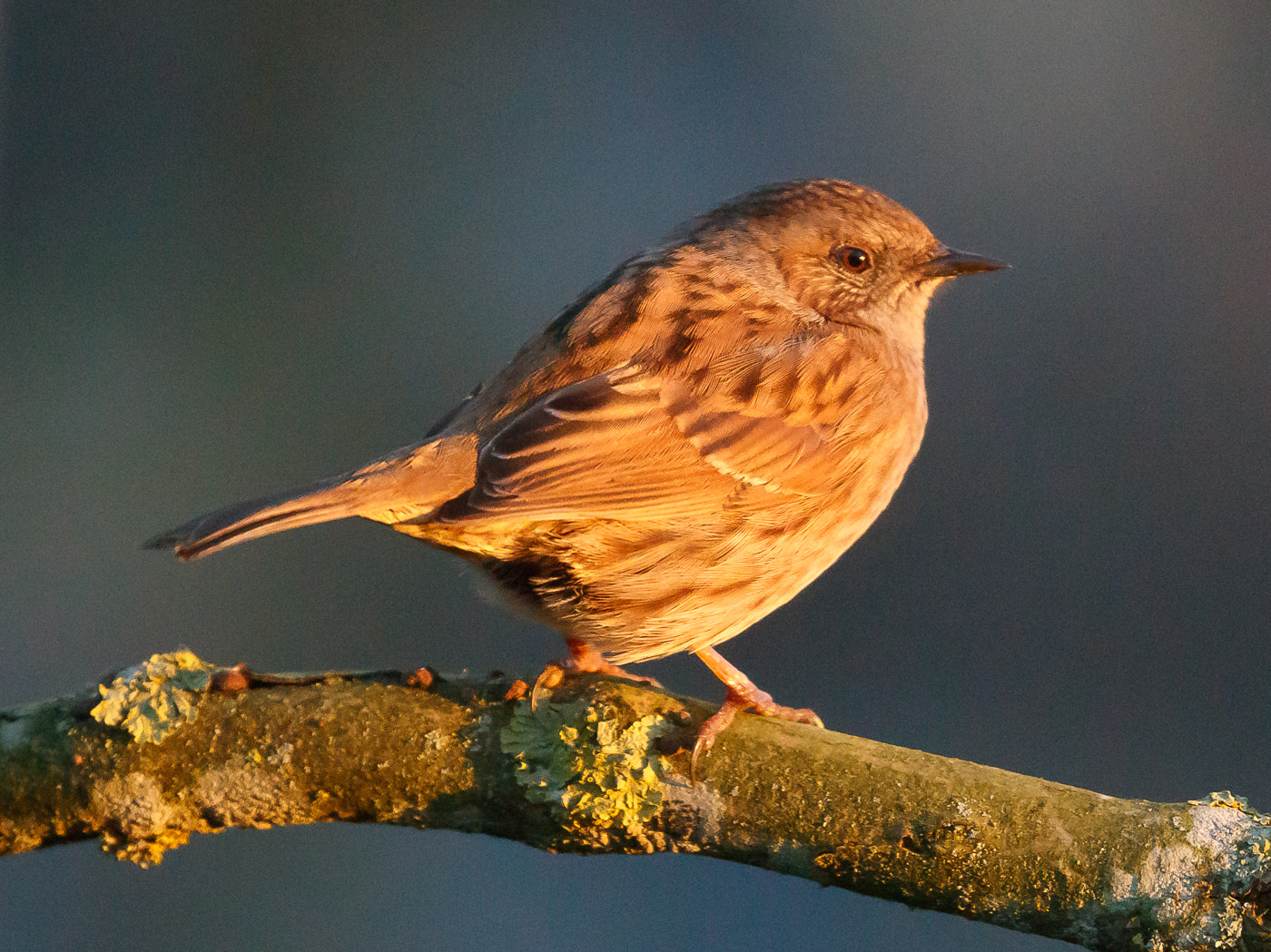 Canon EOS-1D X Mark II sample photo. Dunnock in golden light photography