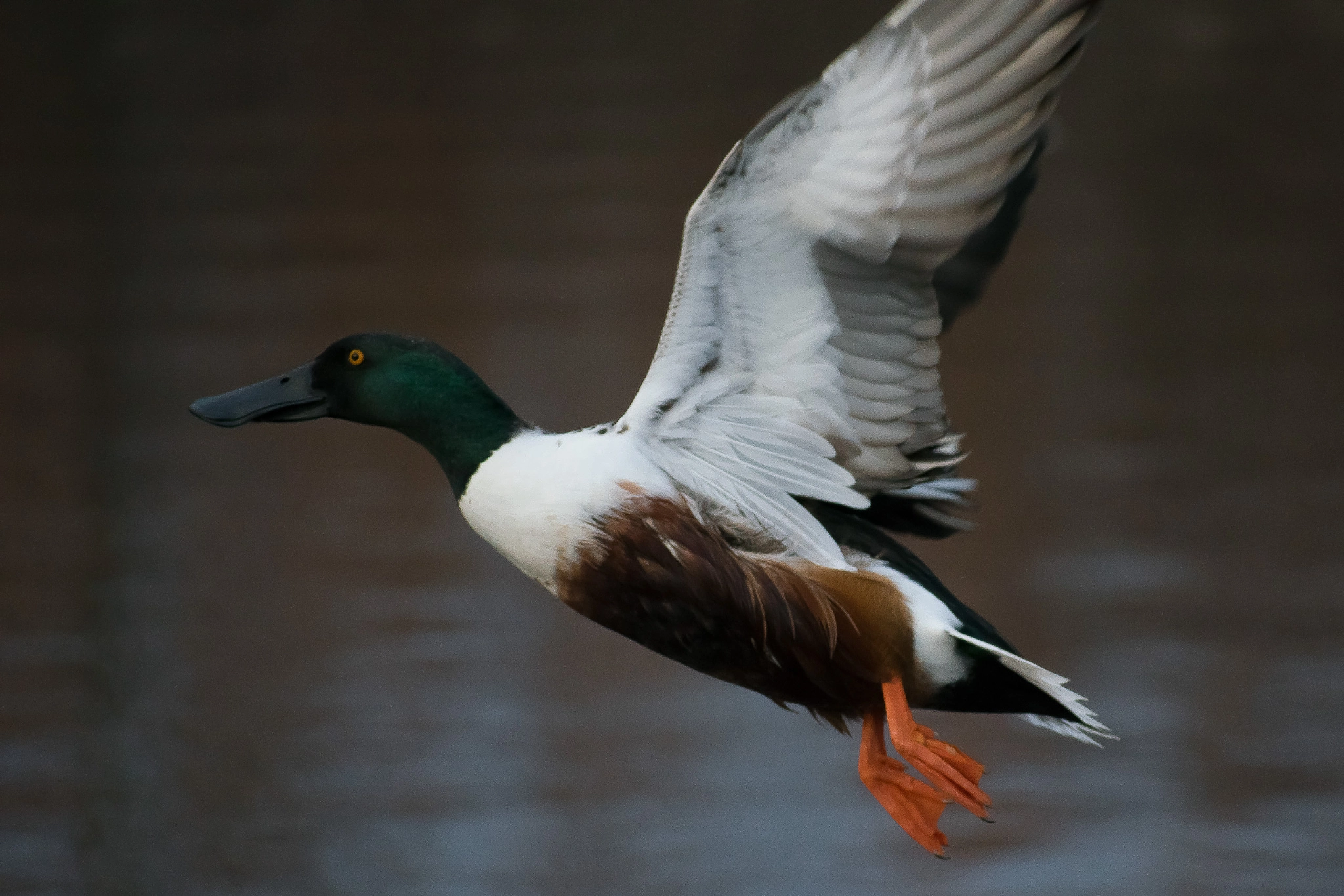 Nikon AF-S Nikkor 70-200mm F2.8G ED VR II sample photo. Northern shoveler in flight photography