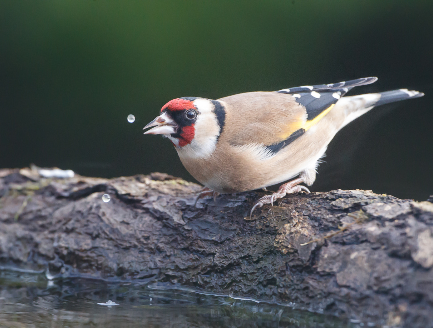 Canon EOS-1D X Mark II + Canon EF 500mm F4L IS USM sample photo. Goldfinch drinking photography