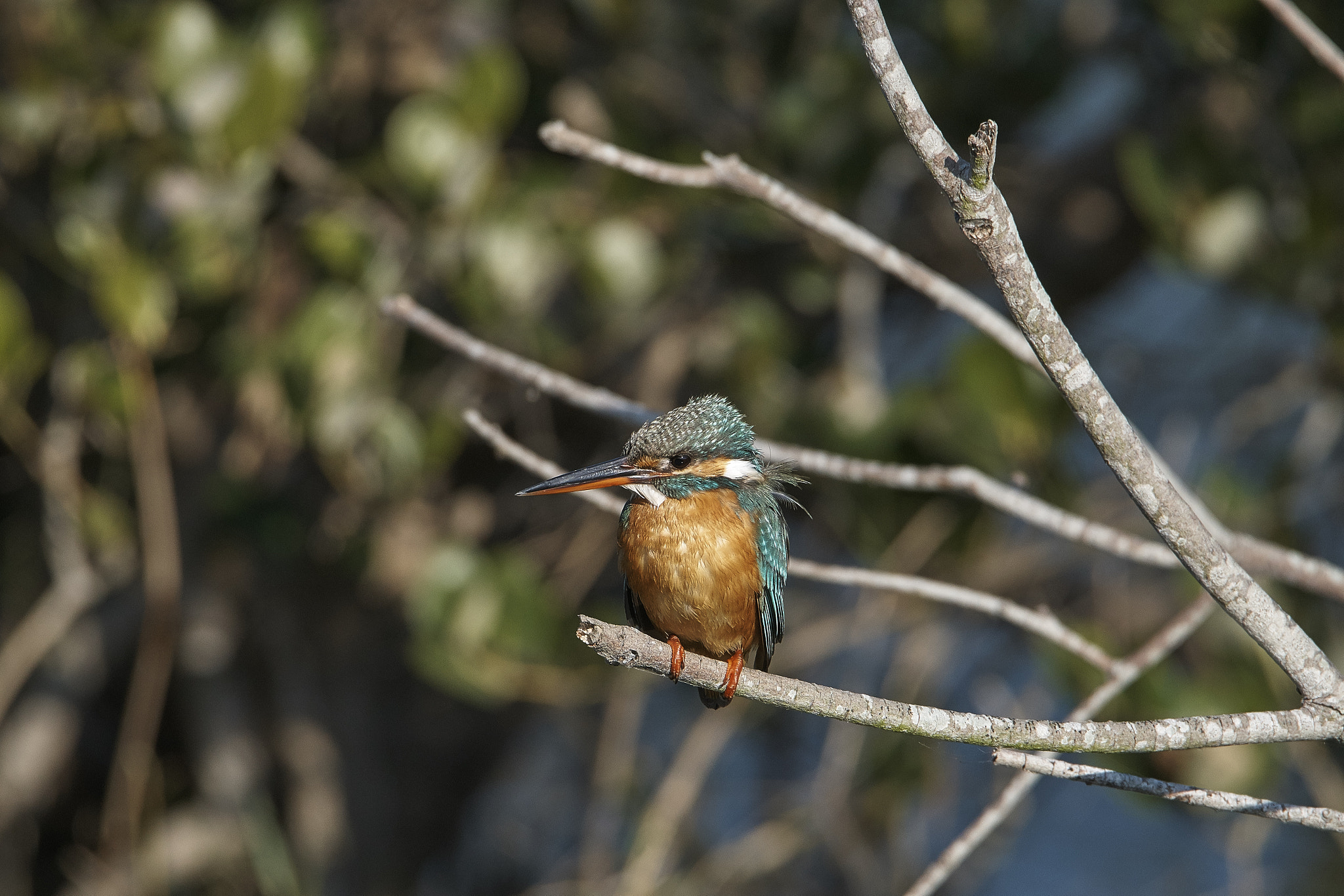 Sony a6000 sample photo. River kingfisher (alcedo atthis) photography