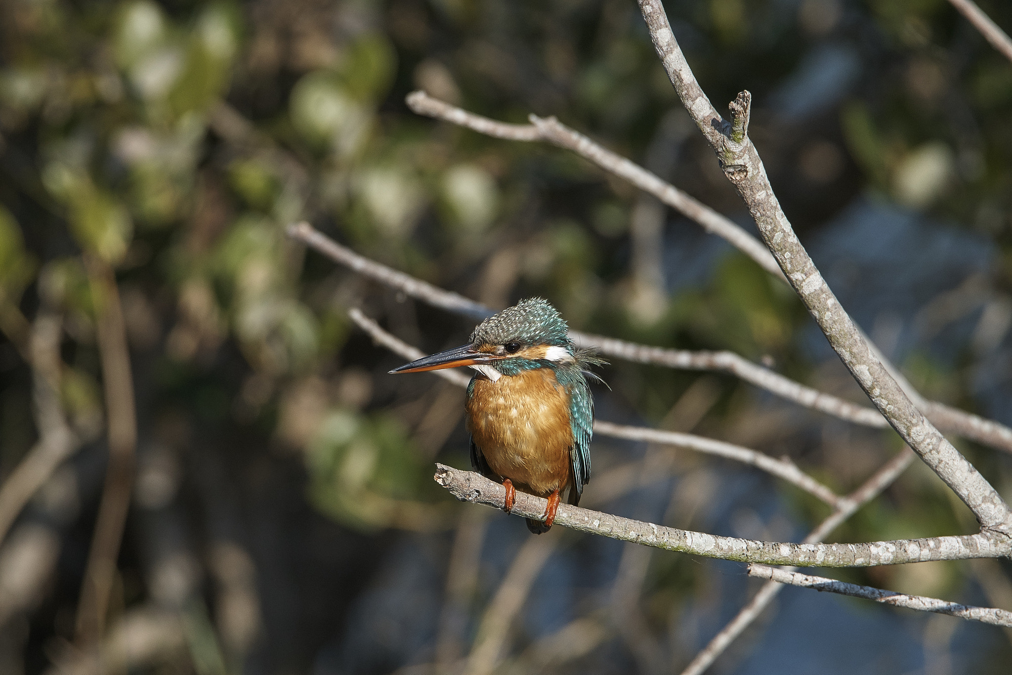 Sony a6000 + Sony DT 50mm F1.8 SAM sample photo. River kingfisher (alcedo atthis) photography
