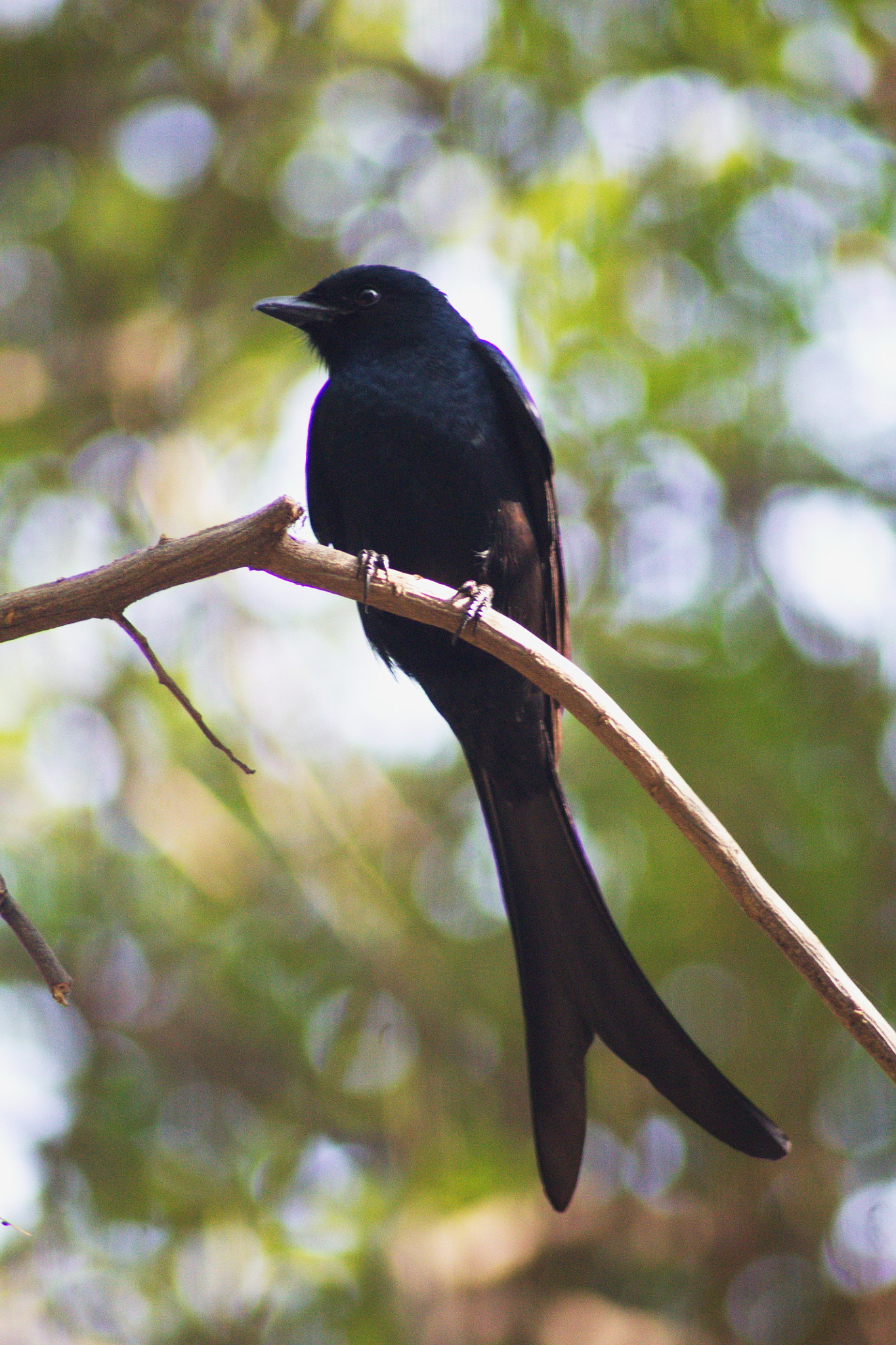 Canon EOS 1100D (EOS Rebel T3 / EOS Kiss X50) sample photo. The mighty drongo photography
