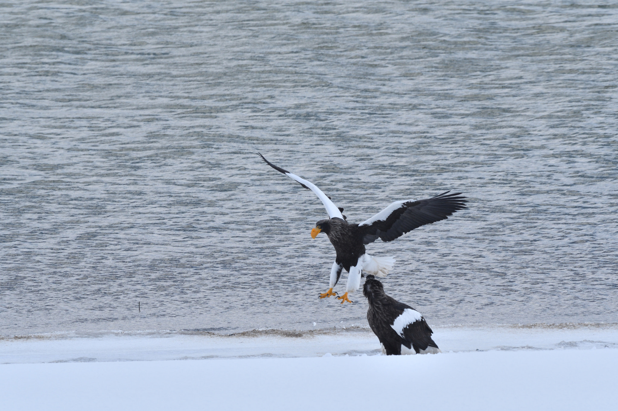 Sigma 500mm F4.5 EX DG HSM sample photo. Steller's sea eagle photography