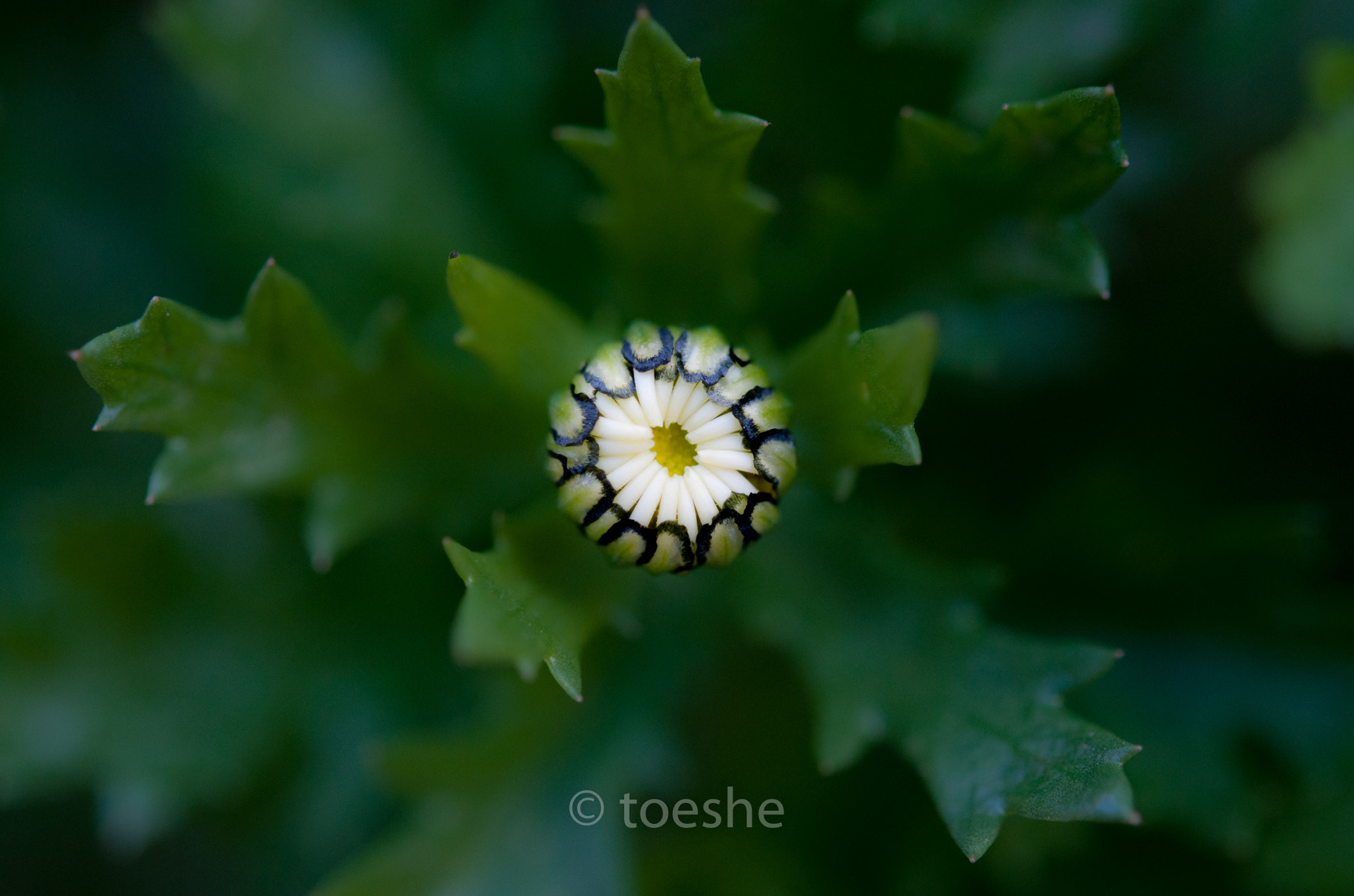 Nikon AF-S Micro-Nikkor 60mm F2.8G ED sample photo. Almost to bloom. photography