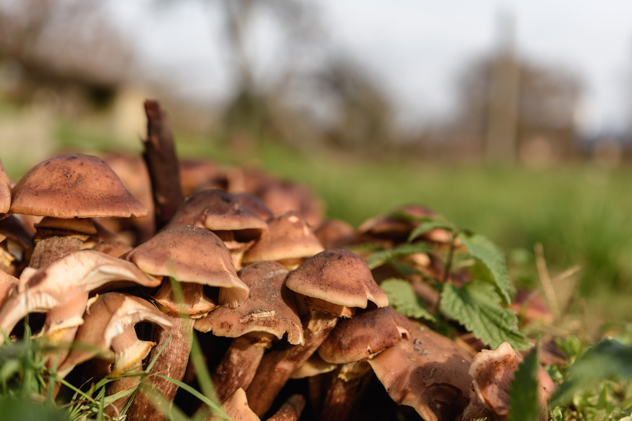 Nikon D5500 + Sigma 18-35mm F1.8 DC HSM Art sample photo. Small mushrooms photography