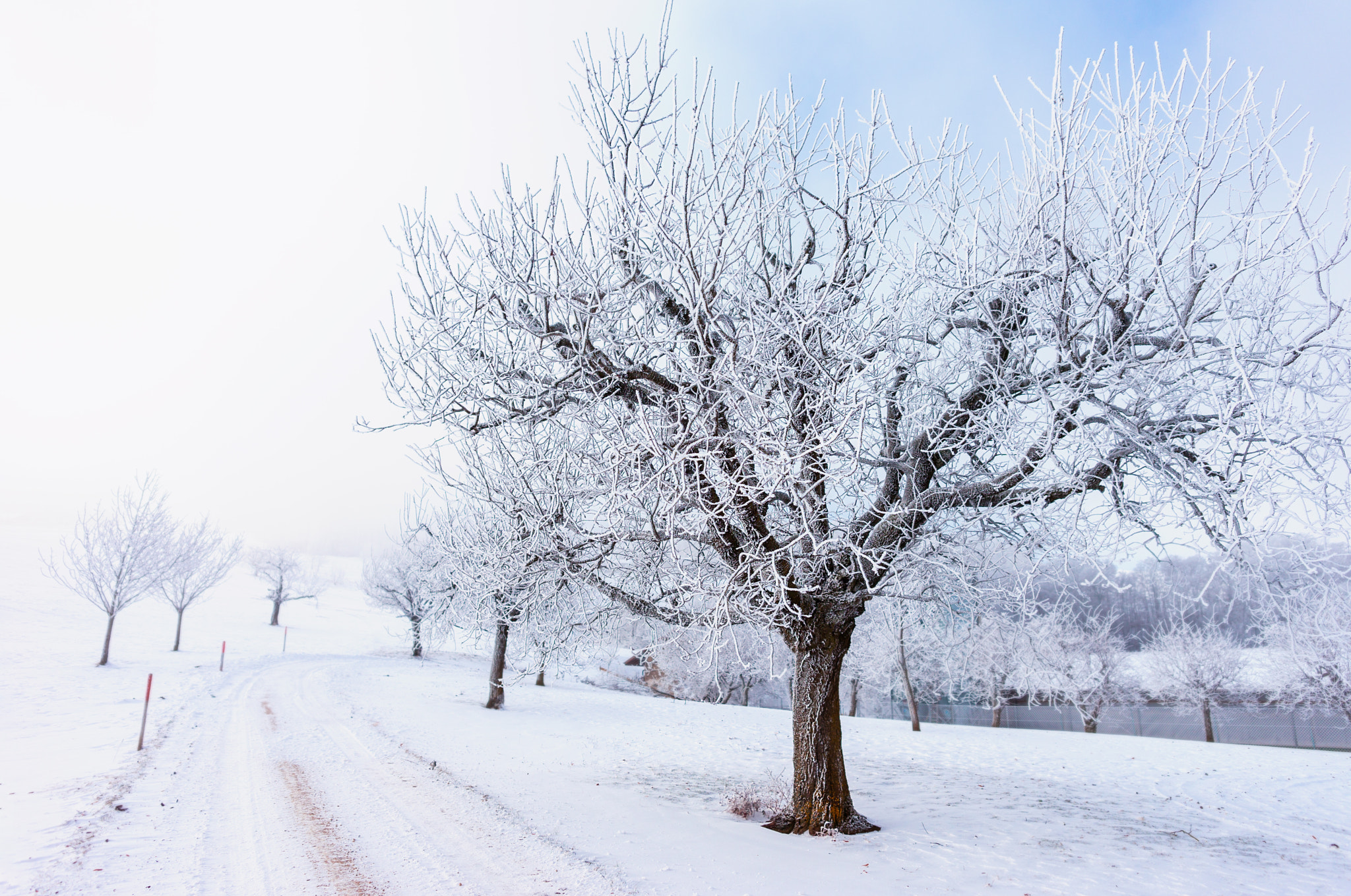 Sony SLT-A99V sample photo. Cold morning photography
