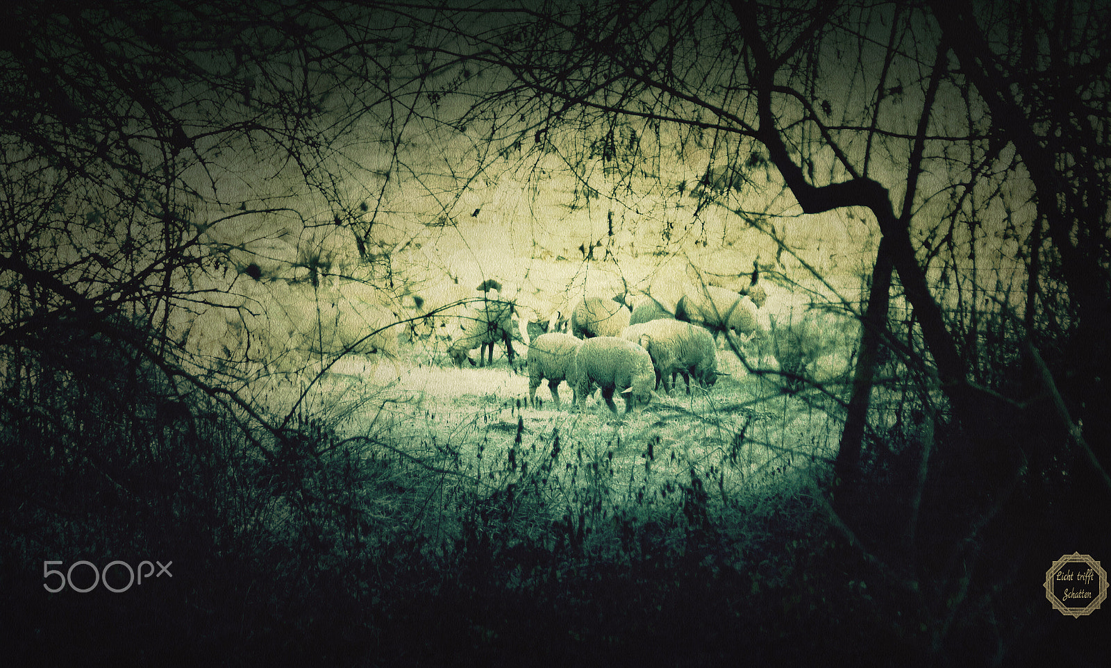 Sony SLT-A65 (SLT-A65V) sample photo. Sheeps on a field photography