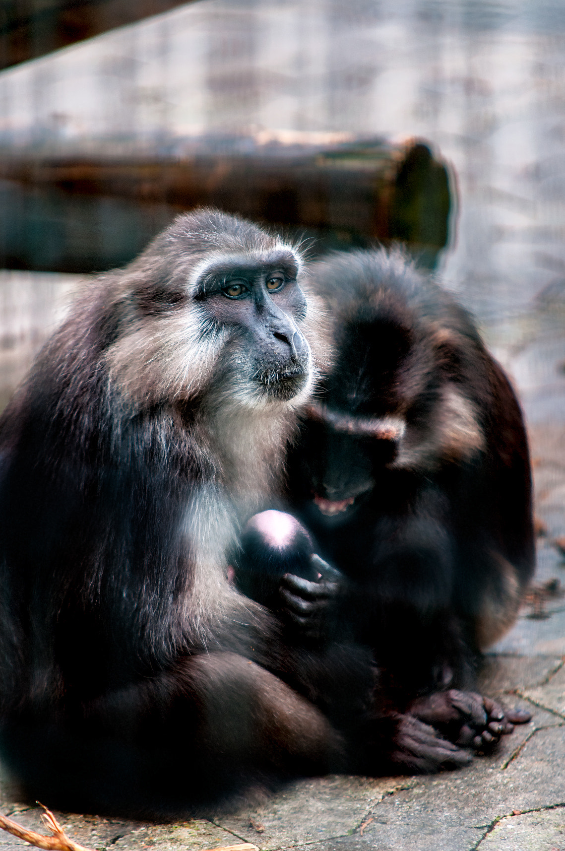 Nikon D90 + Sigma 70-200mm F2.8 EX DG Macro HSM II sample photo. Cuchi cuchi photography