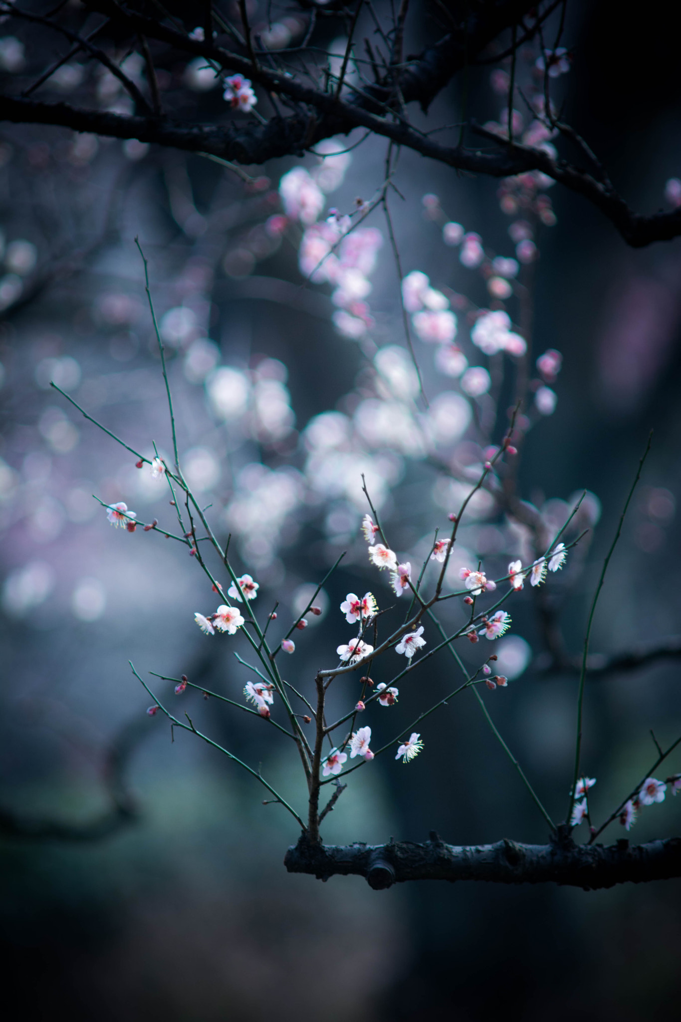 Nikon D7100 + AF Zoom-Nikkor 70-210mm f/4 sample photo