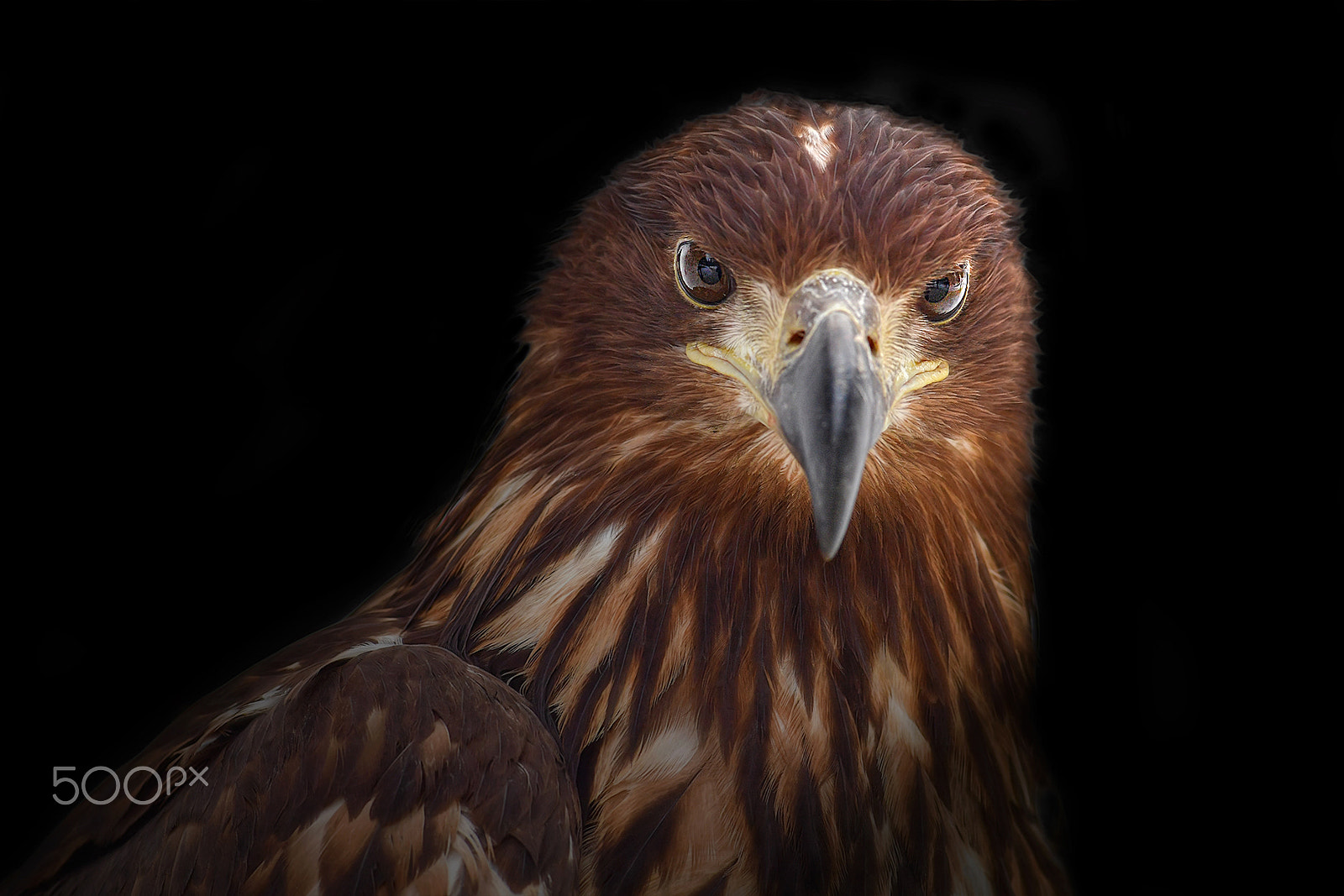 Nikon AF-S Micro-Nikkor 105mm F2.8G IF-ED VR sample photo. White-tailed eagle photography