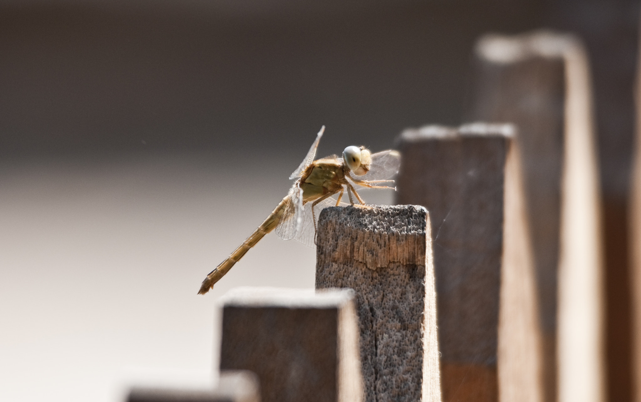Sigma 120-400mm F4.5-5.6 DG OS HSM sample photo. Dragonfly photography